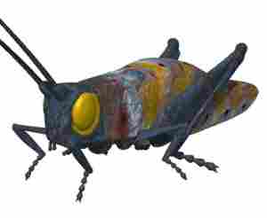 Animal Antics: Phil the Grasshopper